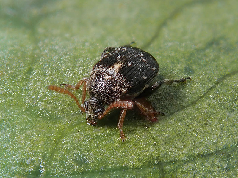 Chrysomelidae Bruchinae: Bruchus luteicornis (cfr.)